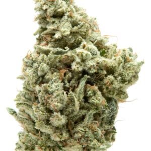 TOPSHELF INDOOR - Gorilla Glue 14G