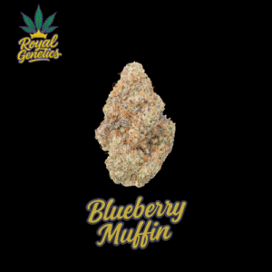 NEW! PREMIUM INDOOR - Blueberry Muffin 14G