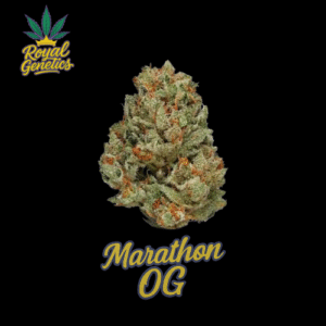 NEW! TOPSHELF Indoor - Marathon OG 14G