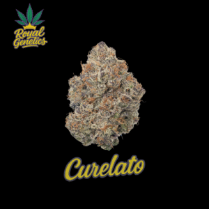NEW! TOPSHELF Indoor - Curelato 14G